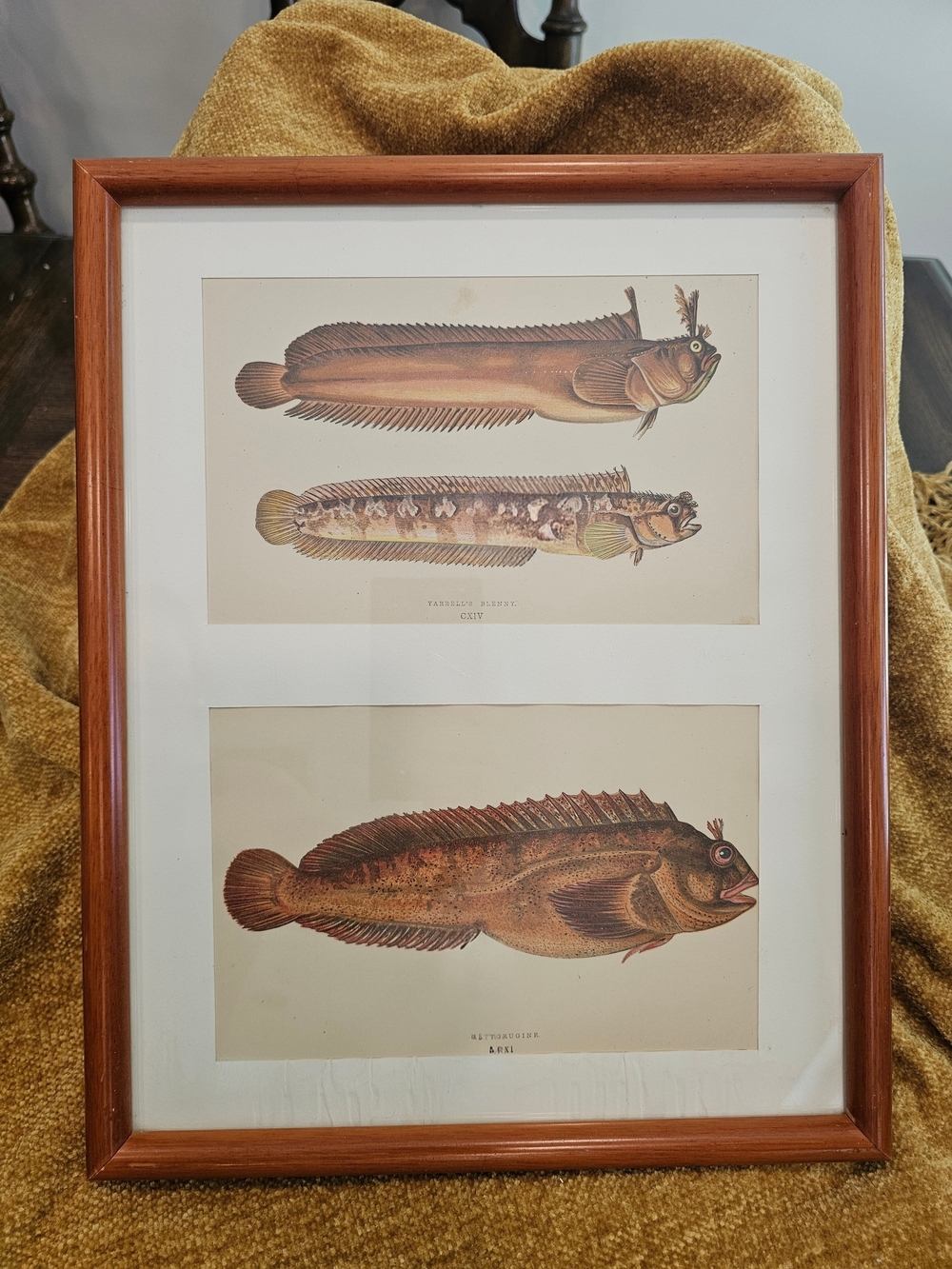 Vintage Jonathan Couch Fish Engraving Framed Art Print